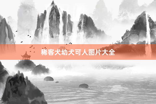 稀客犬幼犬可人图片大全